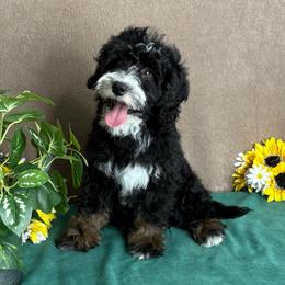 Windy - Tri-color female Bernedoodle puppy in Seymour, Missouri from D and D’s Dandy Doodles