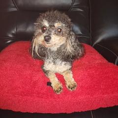 Chloe - Poodle