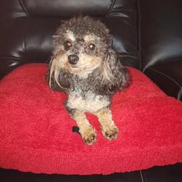 Chloe - Poodle