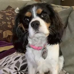 Cavalier King Charles Spaniels from Foster Cavaliers