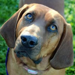 Belle - Redbone Coonhound