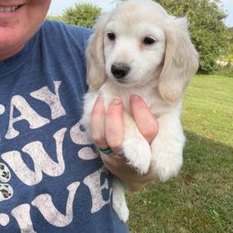 Spoken for - Cream female Dachshund puppy in Stuart, Iowa from Johnson Family Paws