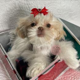 Shih Tzu Puppies from Shurbeez Shih Tzu