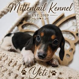 Yeti - Piebald male Dachshund puppy in Hudson, Michigan from Mittentail Kennel Miniature Dachshunds & Australian Shepherds