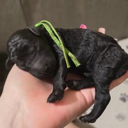 Emerald - Dark Green Collar - Black male Poodle puppy in Phoenix, Arizona from Desert Diamond Poodles