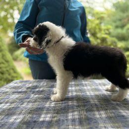 Bearded Collie and Border Collie Puppies from Beloved Bearded & Border Collies