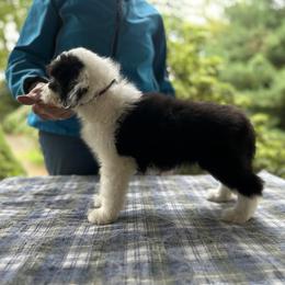 Bearded Collie and Border Collie Puppies from Beloved Bearded & Border Collies