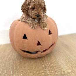 Maple - Goldendoodle puppy from Skyridge Doodles