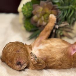 The Golden Sweetheart - Apricot male Poodle puppy in Davie, Florida from Dave Poodles