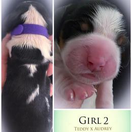 Girl 2 - Black white and tan female English Springer Spaniel puppy in Silverdale, Washington from TimberVale Springers