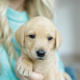 Storm - Yellow male Labrador Retriever puppy in Allons, Tennessee from UC Labradors LLC