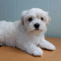 Havanese Puppies from Ravhav Havanese