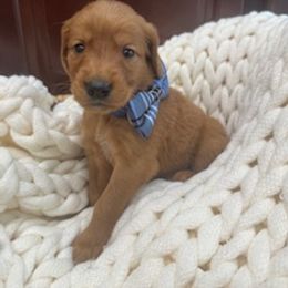Blue Boy - Dark golden male Golden Retriever puppy in Aumsville, Oregon from Bigfoot Goldens AKC Registered Dark Red