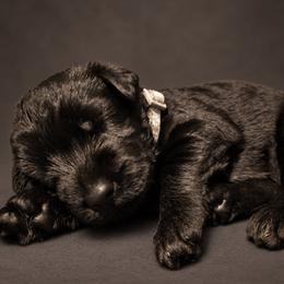 Giovanni von Copper Cottage - Black male Giant Schnauzer puppy in Helena, Alabama from The Copper Cottage Canines LLC