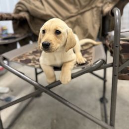 Purple - Yellow female Labrador Retriever puppy in Derby, Kansas from Wheatland Retrievers