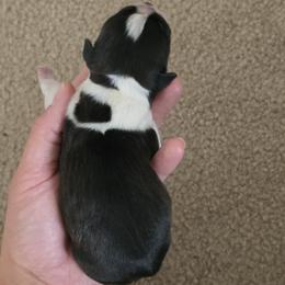 Gru - Black brindle and white male Boston Terrier puppy in Yakima, Washington from Bostons of Central Washington
