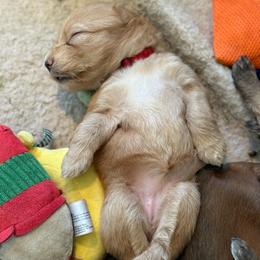 Rose - Wheaten female Soft Coated Wheaten Terrier puppy in Gordonville, Texas from Serenity Valley Wheatens