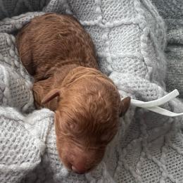White - Red  female Poodle puppy in Lima, Ohio from Buckeye Red Standard Poodles