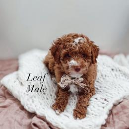 Leaf - Red  male Poodle puppy in Portage, Utah from Pugsley Poodles