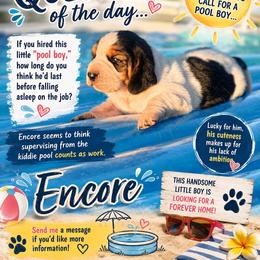 Encore - Black white and tan male Basset Hound puppy in Inman, Nebraska from Sandhill Hounds of Nebraska