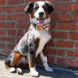 Miniature Australian Shepherd and Toy Australian Shepherd All Grown Up from 2Lazy2P Mini Aussies