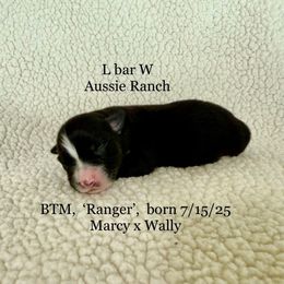 Ranger - Black tri male Miniature Australian Shepherd puppy in Midway, Texas from L Bar W Aussie Ranch