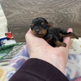 Cookie - Black and tan female Miniature Pinscher puppy in Lancaster, Missouri from White Stone Ranch