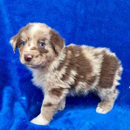 Albies - Red merle male Australian Shepherd puppy in Collinston, Utah from Corbridge Aussies
