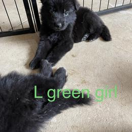 German Shepherd Puppies from Kimberly Philpott