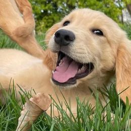 German Shepherds and Golden Retrievers from Dream Dogs