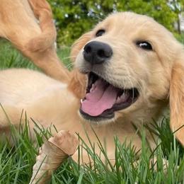 German Shepherds and Golden Retrievers from Dream Dogs
