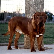 Incognito - Dogue de Bordeaux