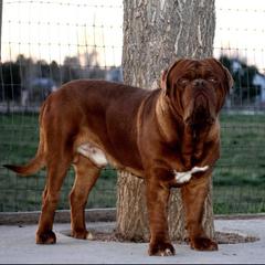 Incognito - Dogue de Bordeaux
