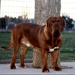 Incognito - Dogue de Bordeaux