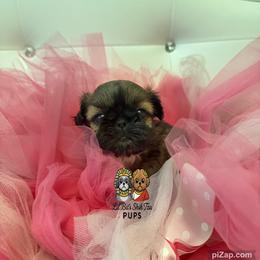 Tilly - Sable female Shih Tzu puppy in Walkertown, North Carolina from Lil’ Bit’s Shih Tzu