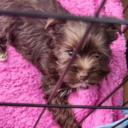Mocha - Chocolate female Morkie puppy in West Enfield, Maine from GRIFFEY'S SPA AND KENNEL