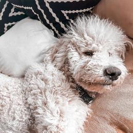 Benji - Goldendoodle
