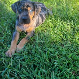 Catahoula Leopard Dog, Goldendoodle, Poodle, and Sheepadoodle Puppies from Prospect Catahoula Farms, LLC