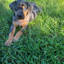 Catahoula Leopard Dog, Goldendoodle, Poodle, and Sheepadoodle Puppies from Prospect Catahoula Farms, LLC