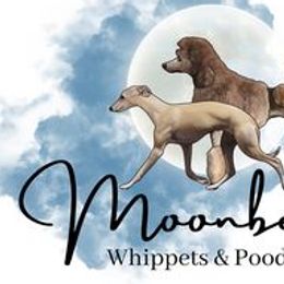Poodles and Whippets from Moonbeam Whippets And Poodles