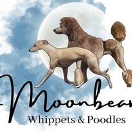 Poodles and Whippets from Moonbeam Whippets And Poodles