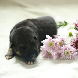 German Shepherd Puppies from Milestone GSDs