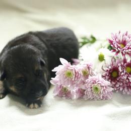 German Shepherd Puppies from Milestone GSDs