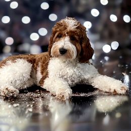 Maggie - Goldendoodle