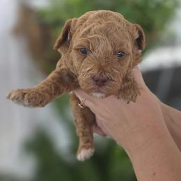 Nala - Apricot female Goldendoodle puppy in Decatur, Tennessee from Diamond's Doodles
