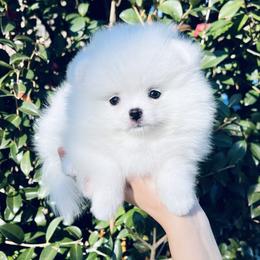 Bruno - White male Pomeranian puppy in Hot Springs, Arkansas from Pomeranian Empire