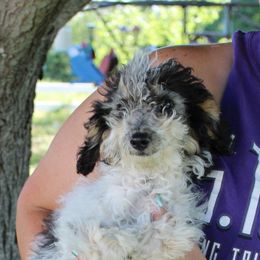 Aussiedoodle, Miniature Australian Shepherd, Poodle, and Toy Australian Shepherd Puppies from Mowry Creek Mini Aussiedoodles and More