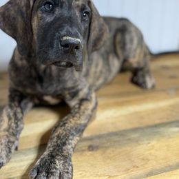 Buster - Brindle male Great Dane puppy in Hutchinson, Kansas from Dappled Danes