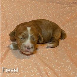Fievel - Red and white male Cockapoo puppy in Sunset, Louisiana from Cano Cockapoos