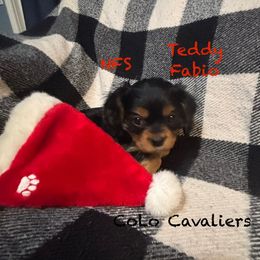 Fabio - Black and tan male Cavalier King Charles Spaniel puppy in Leonard, Michigan from CoLo Cavaliers